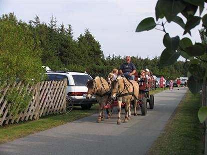 Aktivitetsprogrammets populære køretur foregår med hestevogn.