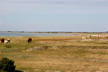 Lige nedenfor Vesterlyng Camping går både køer og heste frit og græsser på det naturskønne område ved egnens strand.