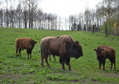 Danmarks største bison farm – Ditlevsdal, med mere end 300 bisoner gående rundt, kan opleves 20 minutter i bil fra pladsen.